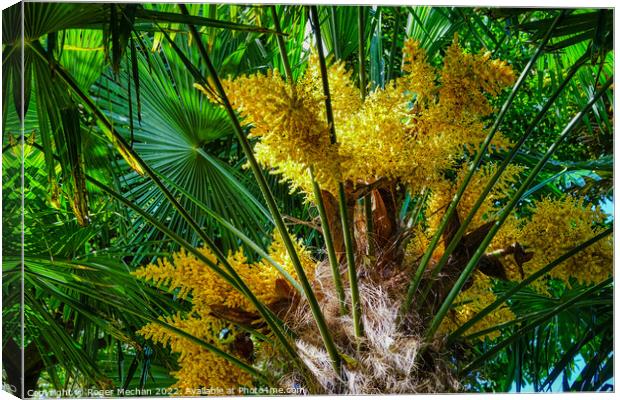 Intense Yellow Flowers of the European Fan-Palm Canvas Print by Roger Mechan