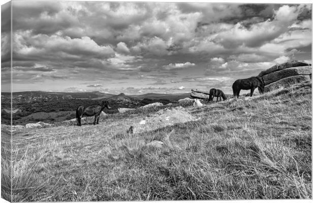 Graceful Dartmoor Ponies Grazing Canvas Print by Roger Mechan