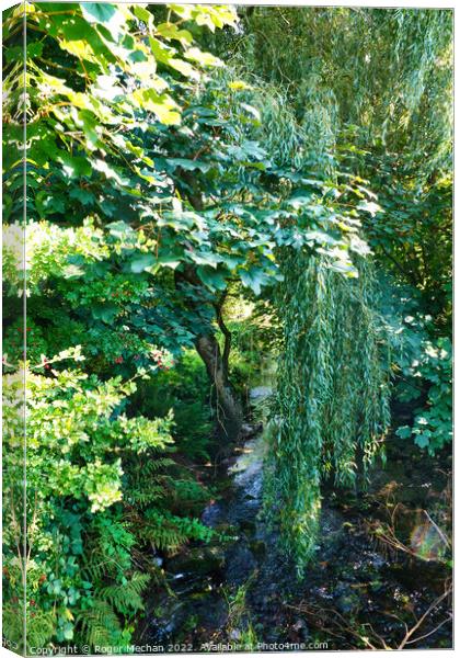 Enchanting Willow by the Brook Canvas Print by Roger Mechan