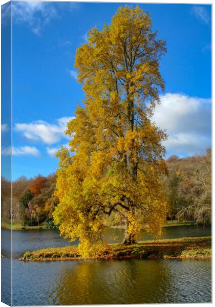 Maple Tree in Golden Autumn Splendor Canvas Print by Roger Mechan