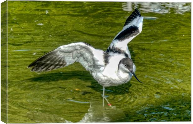 Graceful Avocet in Shallow Pond Canvas Print by Roger Mechan