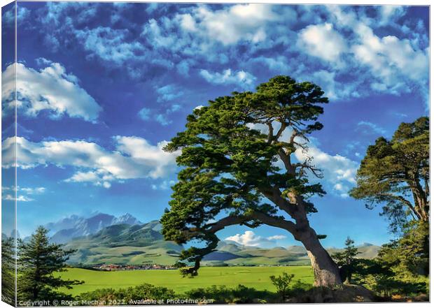 Windswept Pine on Isle of Man Canvas Print by Roger Mechan