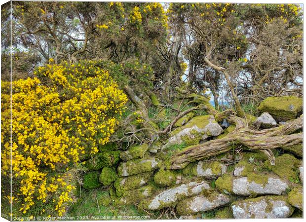 Enchanting Gorse Blooms on Dartmoor Canvas Print by Roger Mechan