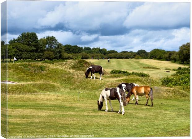 Dartmoor ponies on the golf course Canvas Print by Roger Mechan