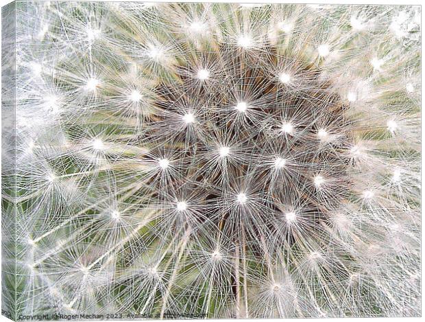 Dandelion's Stellar Explosion Canvas Print by Roger Mechan