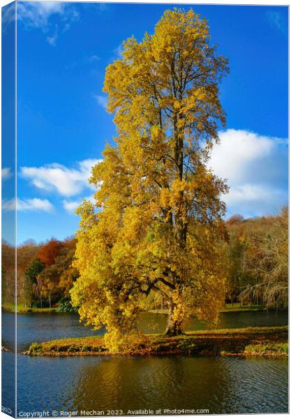 The majestic autumn maple Canvas Print by Roger Mechan