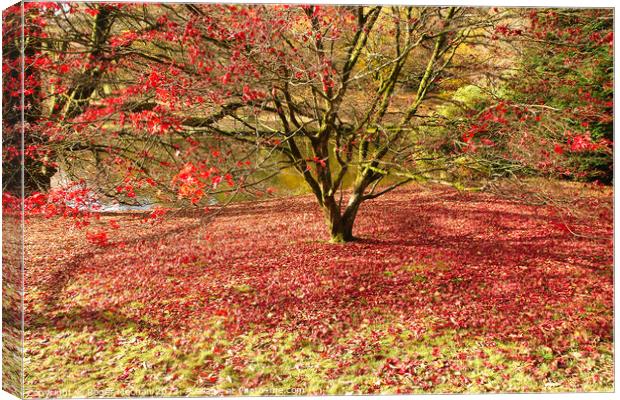 Autumn's red carpet Canvas Print by Roger Mechan