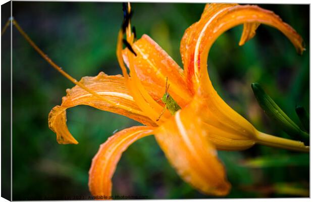 Grasshopper hides inside the orange daylily while  Canvas Print by Adelaide Lin