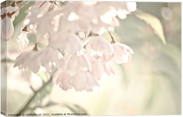 Sakura blossom Canvas Print by Adelaide Lin