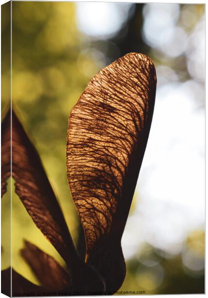 Sycamore Samara Canvas Print by Mattie Evans