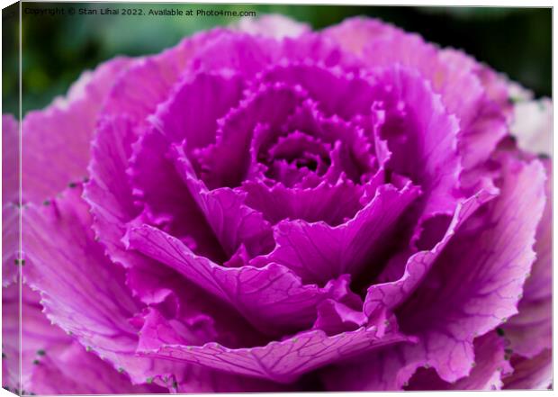 Pink cabbage leaves Canvas Print by Stan Lihai