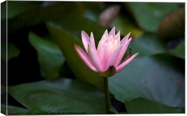 Pink lotus flower Canvas Print by Stan Lihai