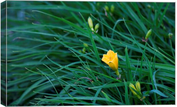 Yellow flower in dense grass Canvas Print by Stan Lihai