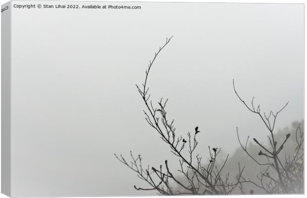 Tree branch on foggy background Canvas Print by Stan Lihai