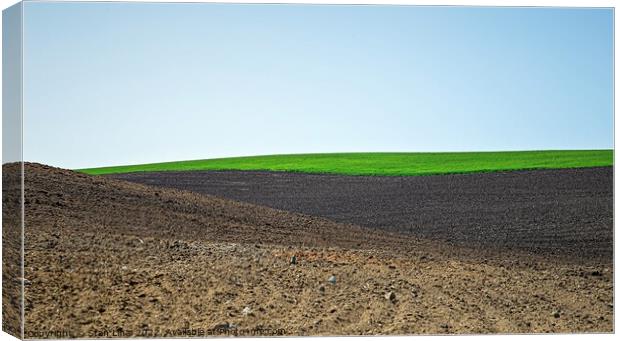 Beautiful black earth fields in Ukraine Canvas Print by Stan Lihai