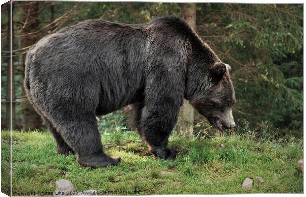 Brown grizzly bear in the  forest. Canvas Print by Stan Lihai