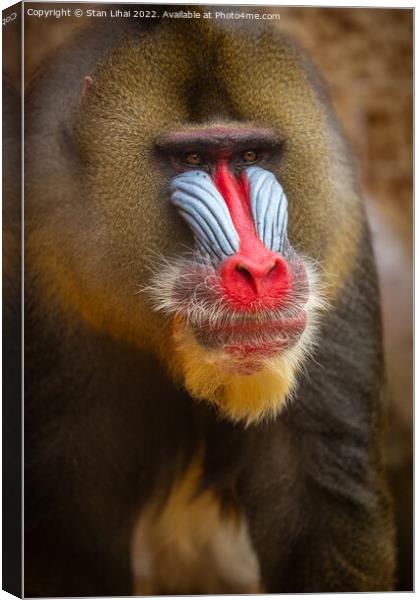 Mandrill monkey Canvas Print by Stan Lihai