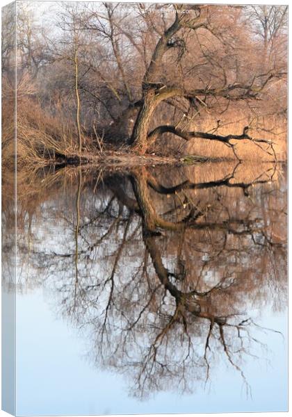 A tree reflected in the lake Canvas Print by Stan Lihai