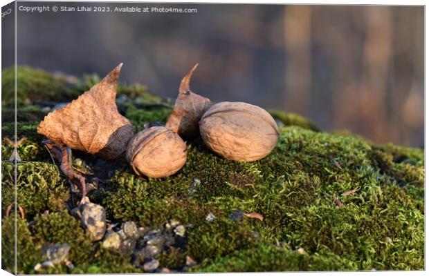 Walnuts on moss in autumn forest Canvas Print by Stan Lihai