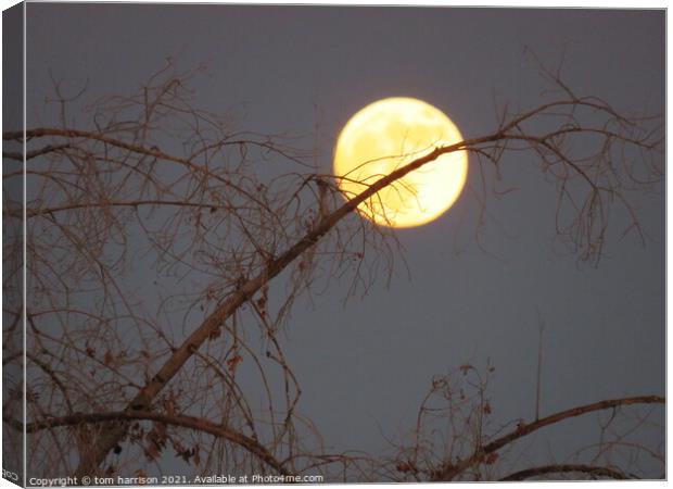 moon in a tree Canvas Print by tom harrison