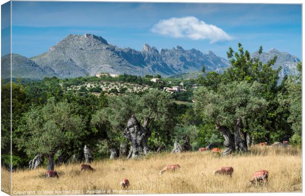 Olive grove and mountains Majorca Canvas Print by Giles Rocholl