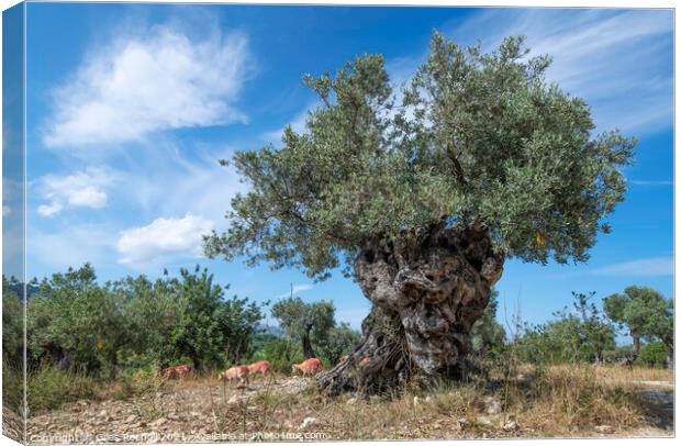 Ancient olive tree with sheep Canvas Print by Giles Rocholl