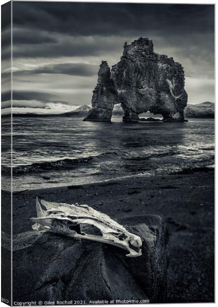 Skull and sea stack Hvítserkur Iceland Canvas Print by Giles Rocholl