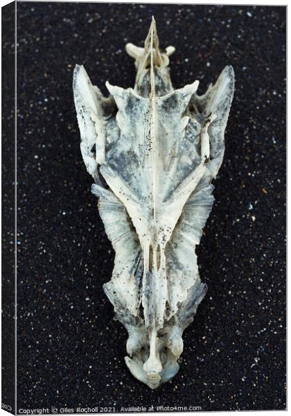 Cod skull Hvítserkur Iceland Canvas Print by Giles Rocholl