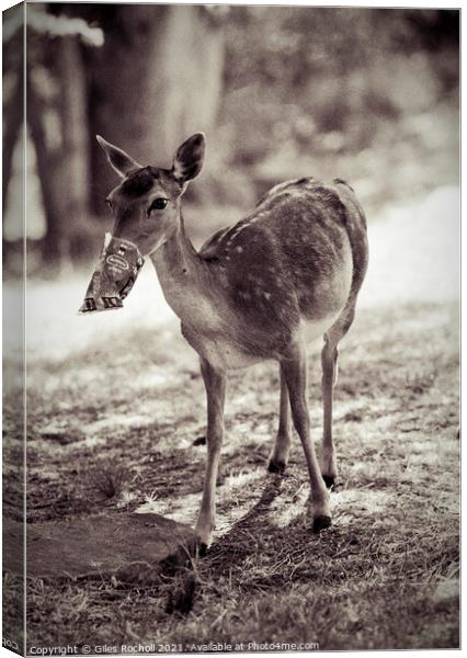 Funny deer eating crisps Canvas Print by Giles Rocholl