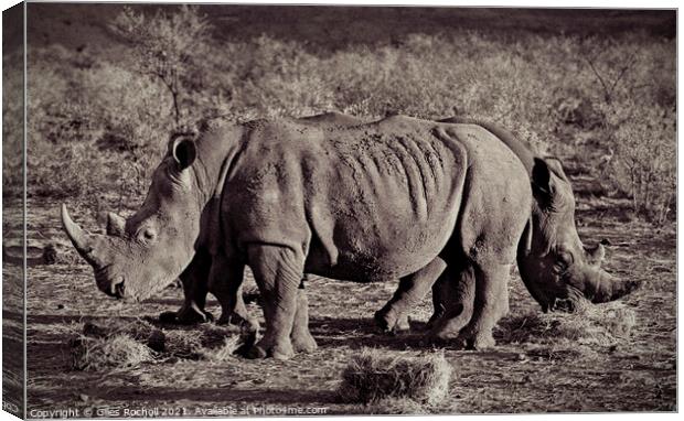Funny animal rhinoceros South Africa Canvas Print by Giles Rocholl