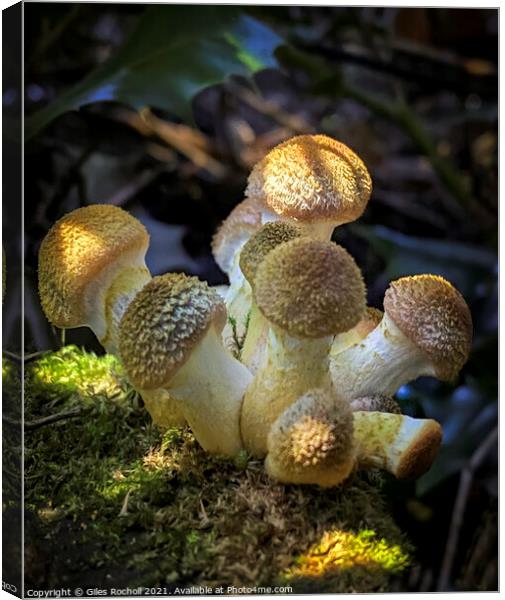 Pretty Fungi cluster  Canvas Print by Giles Rocholl