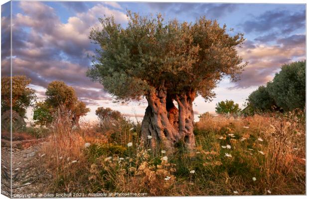 Ancient olive tree Majorca Canvas Print by Giles Rocholl
