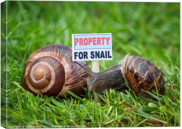Animal snail humour Canvas Print by Giles Rocholl