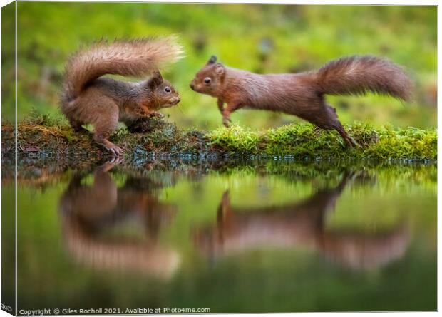 Red squirrels playing Yorkshire Canvas Print by Giles Rocholl