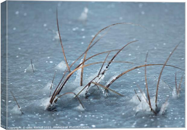 Frozen lake and grass Canvas Print by Giles Rocholl