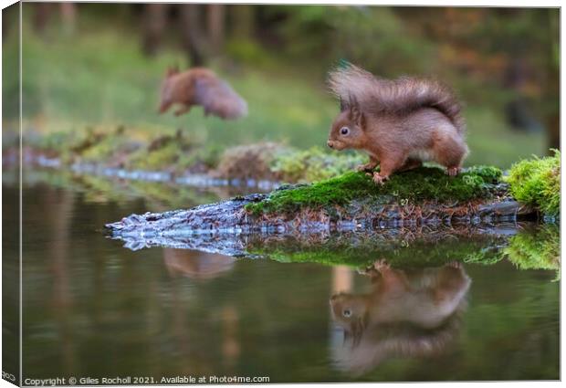 Red squirrel Yorkshire Canvas Print by Giles Rocholl
