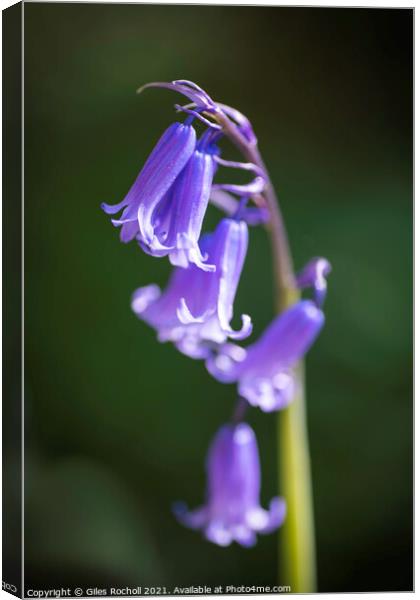 Bluebells bluebell Yorkshire Canvas Print by Giles Rocholl