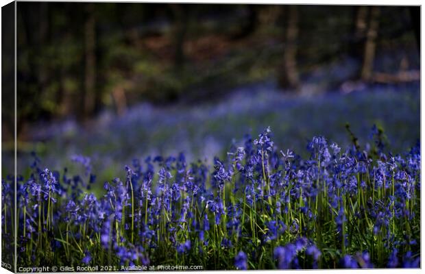 Bluebells bluebell Yorkshire Canvas Print by Giles Rocholl