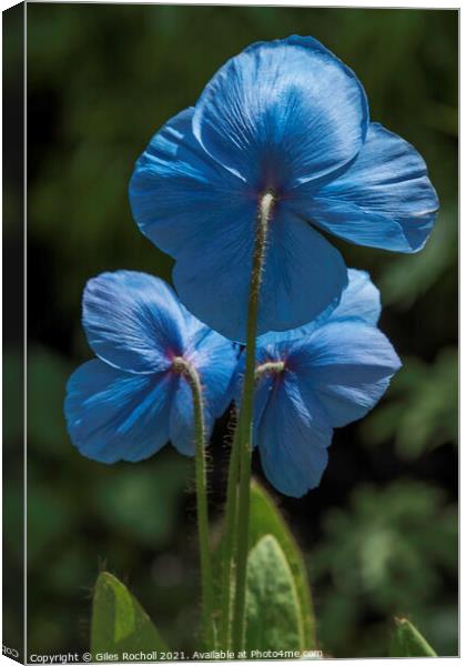 Blue poppy flower Himalayan Gardens tourism Yorksh Canvas Print by Giles Rocholl