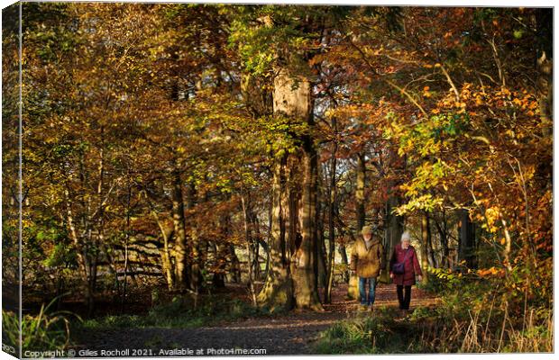 Walking in woods autumn Yorkshire Canvas Print by Giles Rocholl