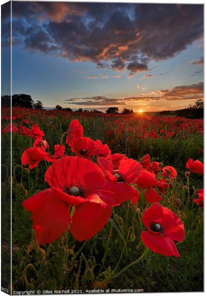 Field of poppies Yorkshire Canvas Print by Giles Rocholl
