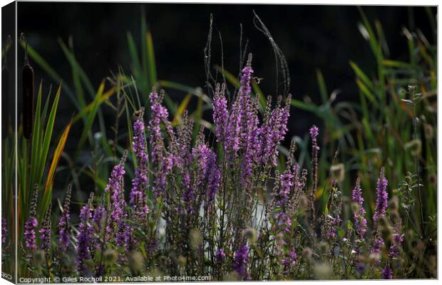 Purple flowers Loosestrife Canvas Print by Giles Rocholl