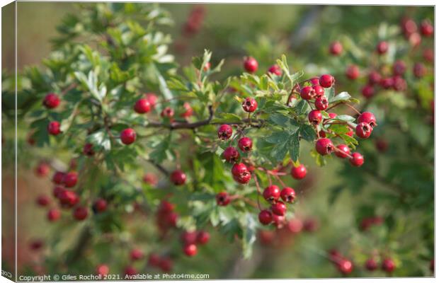 Red hawthorn berries Canvas Print by Giles Rocholl