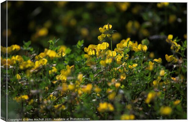 Yellow wild flowers  Canvas Print by Giles Rocholl