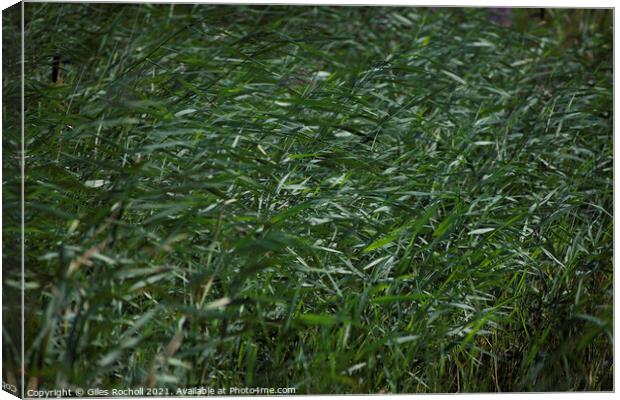 Reeds wild grass Canvas Print by Giles Rocholl