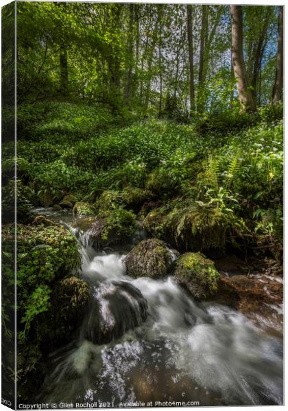 Wild garlic and stream Yorkshire Canvas Print by Giles Rocholl