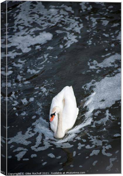 Swan swimming in a body of water Canvas Print by Giles Rocholl