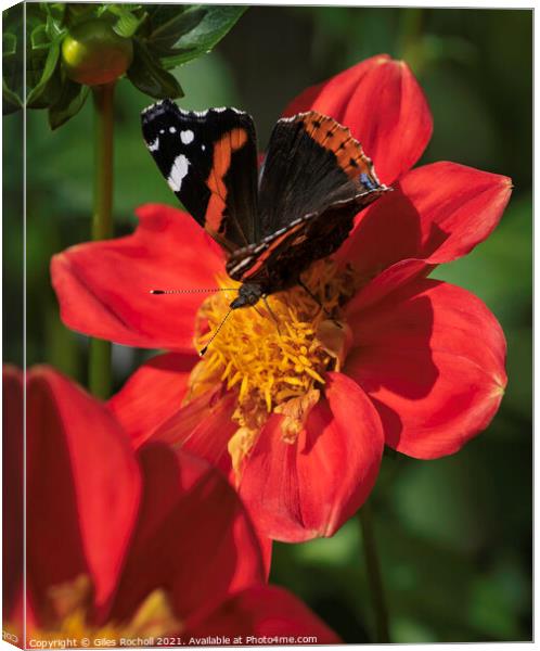 Butterfly and Dahlia Red Flower Canvas Print by Giles Rocholl