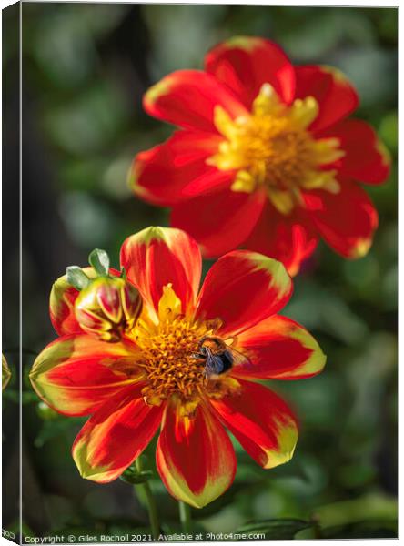 Red and Yellow flowers with Bee Dahlias Canvas Print by Giles Rocholl