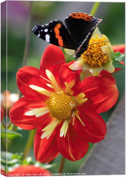 Red and Yellow Dahlia Flower and butterfly Canvas Print by Giles Rocholl